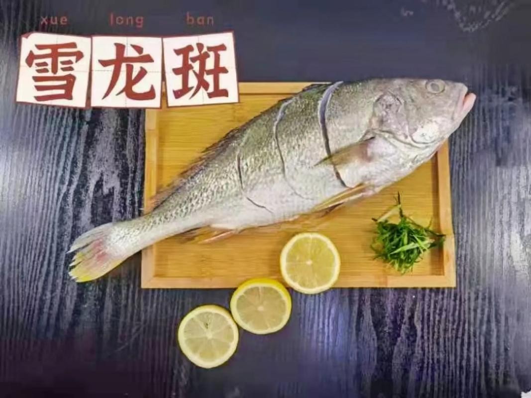 雪龍魚又叫什么魚圖片大全