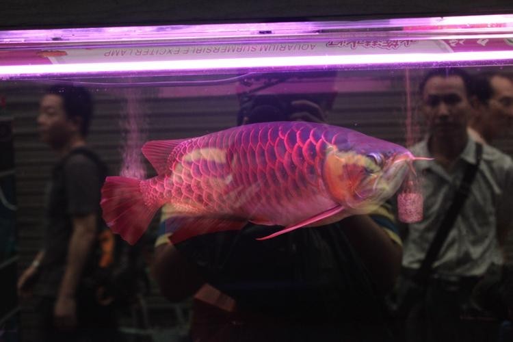 雪龍魚又叫什么魚圖片大全