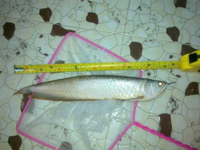 雪龍魚又叫什么魚圖片大全