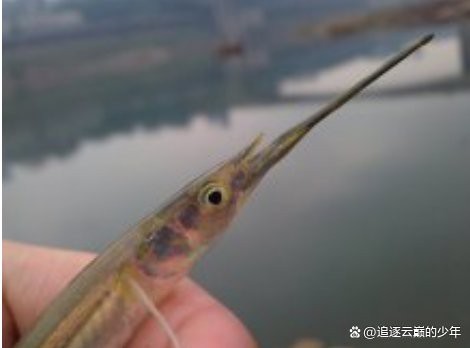 大嘴巴的魚(yú)有哪幾種