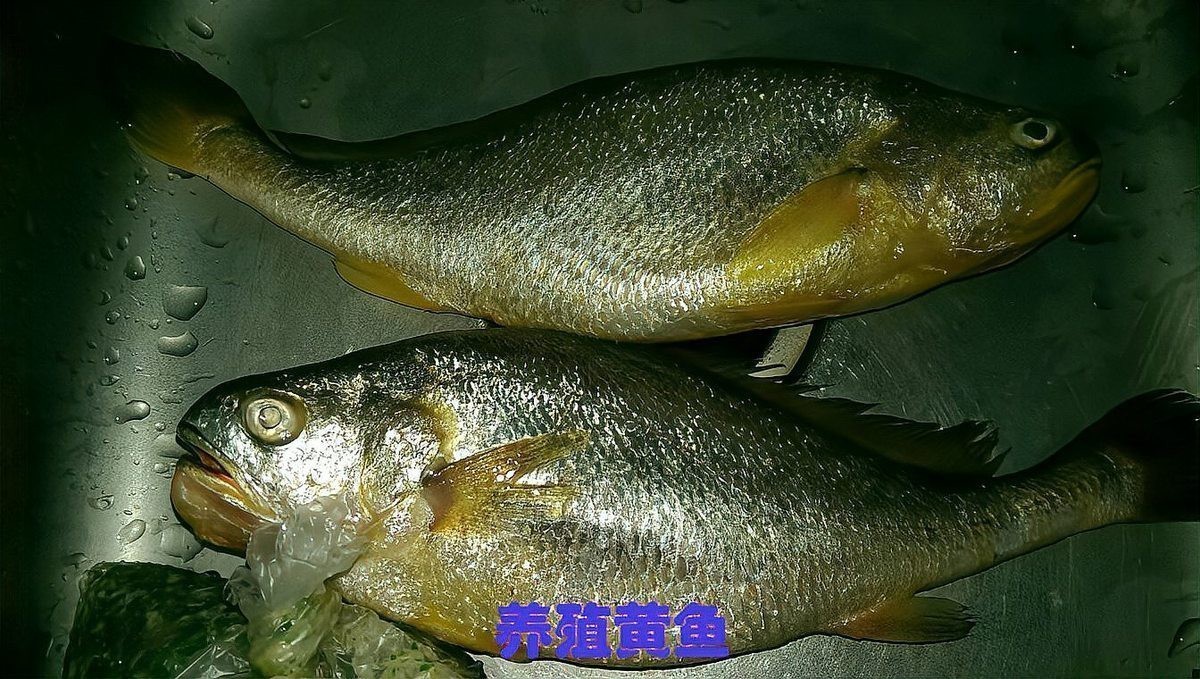 深海野生金龍黃花長什么樣