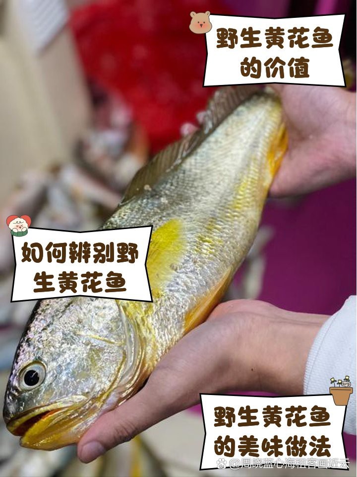 深海野生金龍黃花長什么樣