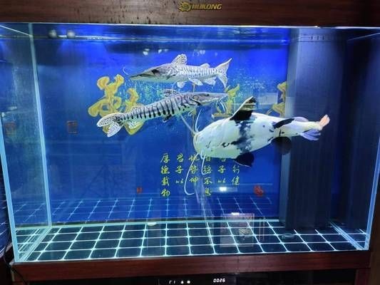 魚缸換水突然變渾濁怎么回事，魚缸換水后如何保持水質穩定
