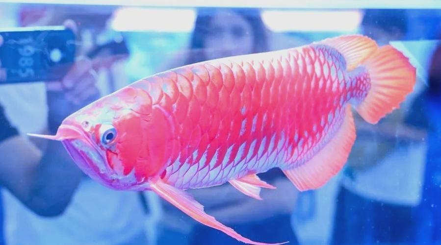 紅龍比賽冠軍魚高清圖 2025長城杯龍魚大賽 第2張 紅龍比賽冠軍魚高清圖 紅龍比賽冠軍魚高清圖 2025長城杯龍魚大賽 第2張