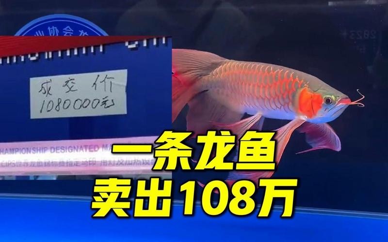 紅龍比賽冠軍魚高清圖 2025長城杯龍魚大賽 第1張 紅龍比賽冠軍魚高清圖 紅龍比賽冠軍魚高清圖 2025長城杯龍魚大賽 第1張