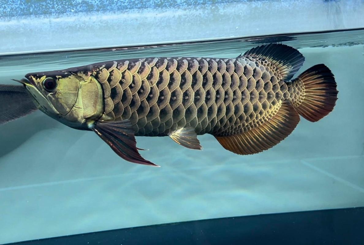 紅龍比賽冠軍魚高清圖 2025長城杯龍魚大賽 第6張 紅龍比賽冠軍魚高清圖 紅龍比賽冠軍魚高清圖 2025長城杯龍魚大賽 第6張