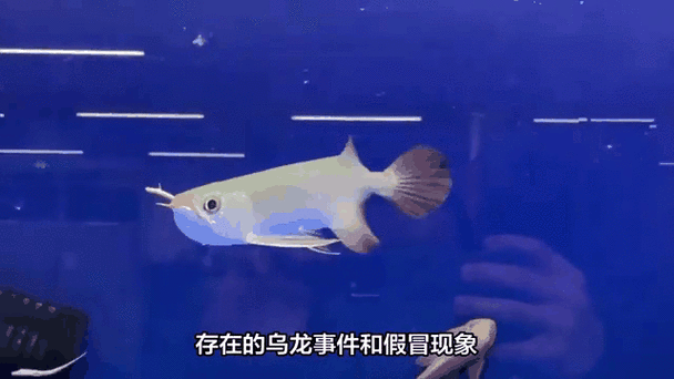 紅龍比賽冠軍魚高清圖 2025長城杯龍魚大賽 第5張 紅龍比賽冠軍魚高清圖 紅龍比賽冠軍魚高清圖 2025長城杯龍魚大賽 第5張