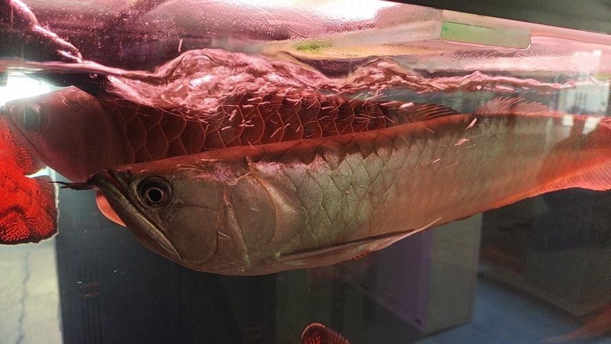 紅龍比賽冠軍魚高清圖 2025長城杯龍魚大賽 第12張 紅龍比賽冠軍魚高清圖 紅龍比賽冠軍魚高清圖 2025長城杯龍魚大賽 第12張