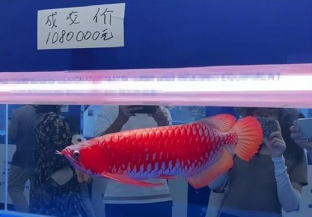 紅龍比賽冠軍魚高清圖 2025長城杯龍魚大賽 第31張 紅龍比賽冠軍魚高清圖 紅龍比賽冠軍魚高清圖 2025長城杯龍魚大賽 第31張
