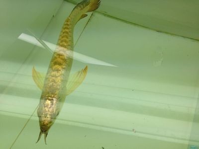 金龍魚珠鱗為什么不亮了（金龍魚珠鱗不亮可能由多種因素引起，） 金龍魚珠鱗為什么不亮了（金龍魚珠鱗不亮可能由多種因素引起，） 龍魚百科 第3張