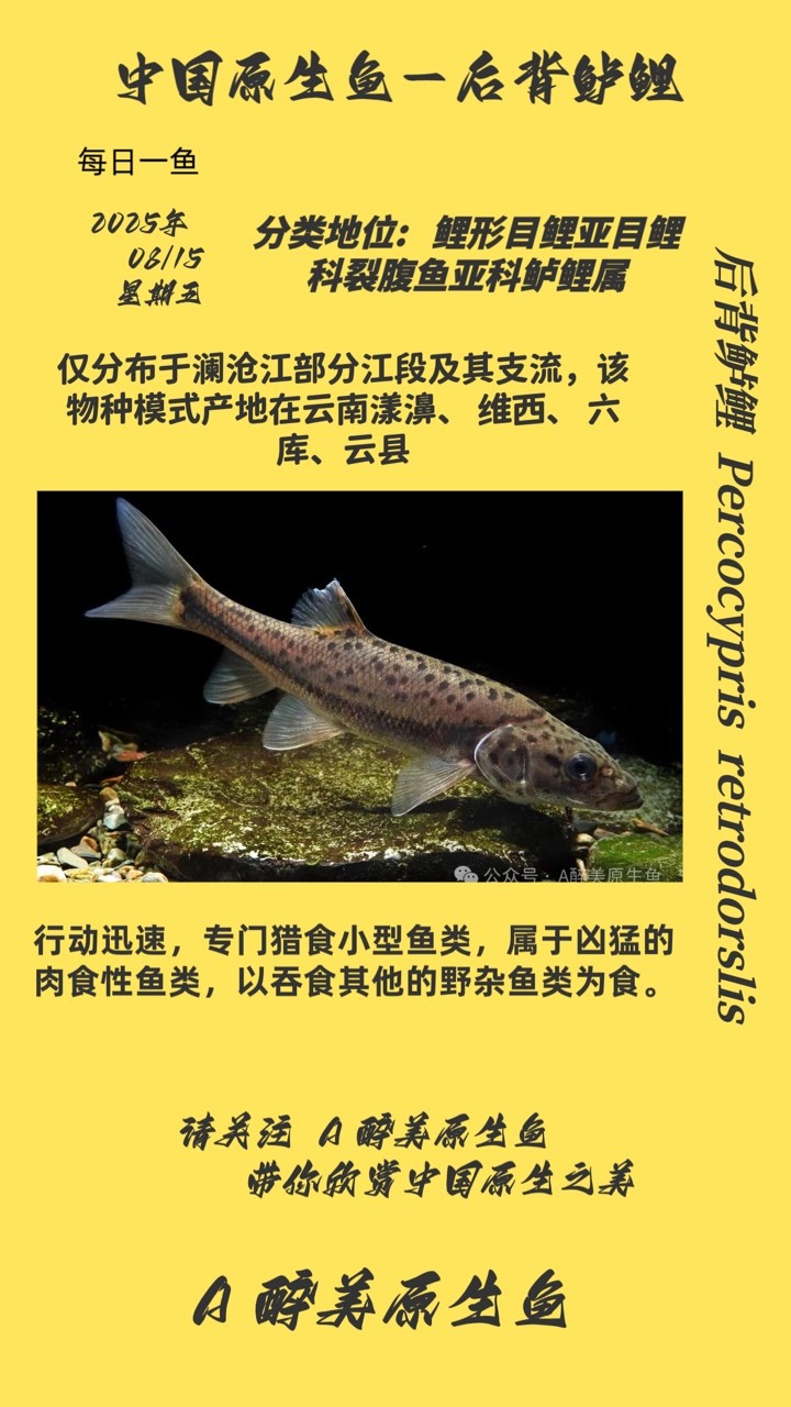 后背鱸鯉