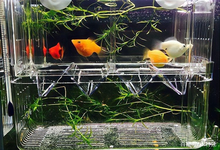 魚下缸多久沒死算成功