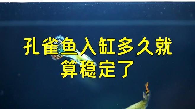 魚下缸多久沒死算成功
