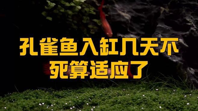 魚下缸多久沒死算成功
