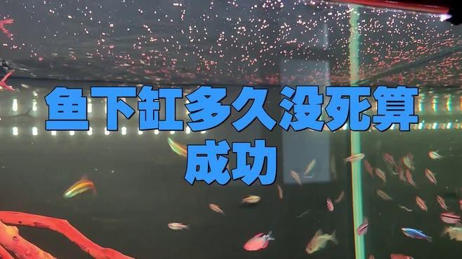 魚下缸多久沒死算成功