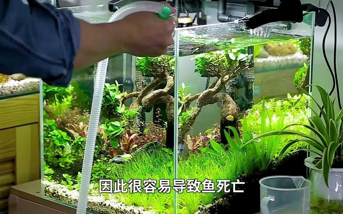 魚下缸多久沒死算成功