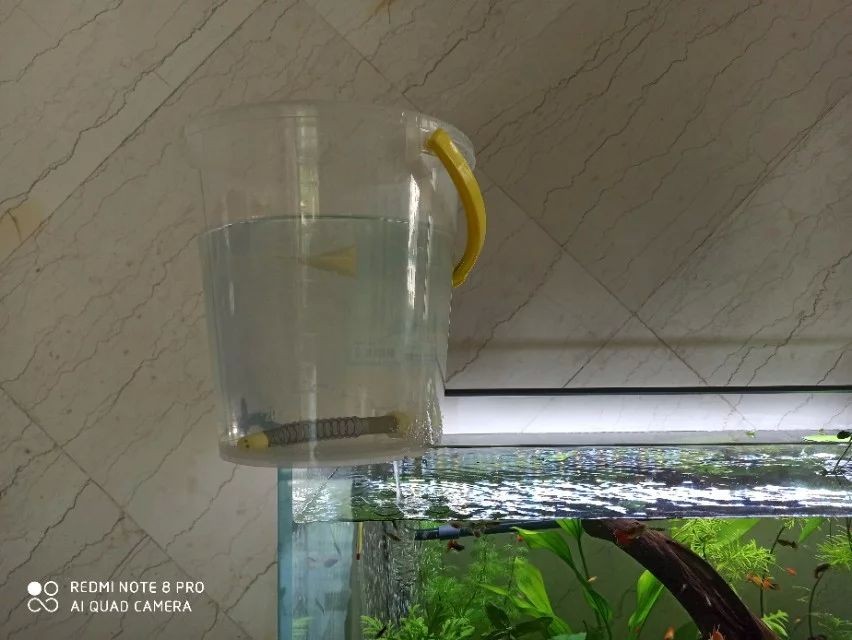 魚缸水突然特別渾濁 魚缸百科 第4張 魚缸水突然特別渾濁 魚缸水突然特別渾濁 魚缸百科 第4張