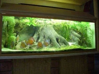 魚缸水突然特別渾濁 魚缸百科 第5張 魚缸水突然特別渾濁 魚缸水突然特別渾濁 魚缸百科 第5張