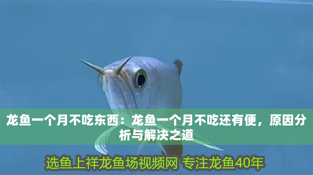 龍魚一個月不吃東西：龍魚一個月不吃還有便，原因分析與解決之道