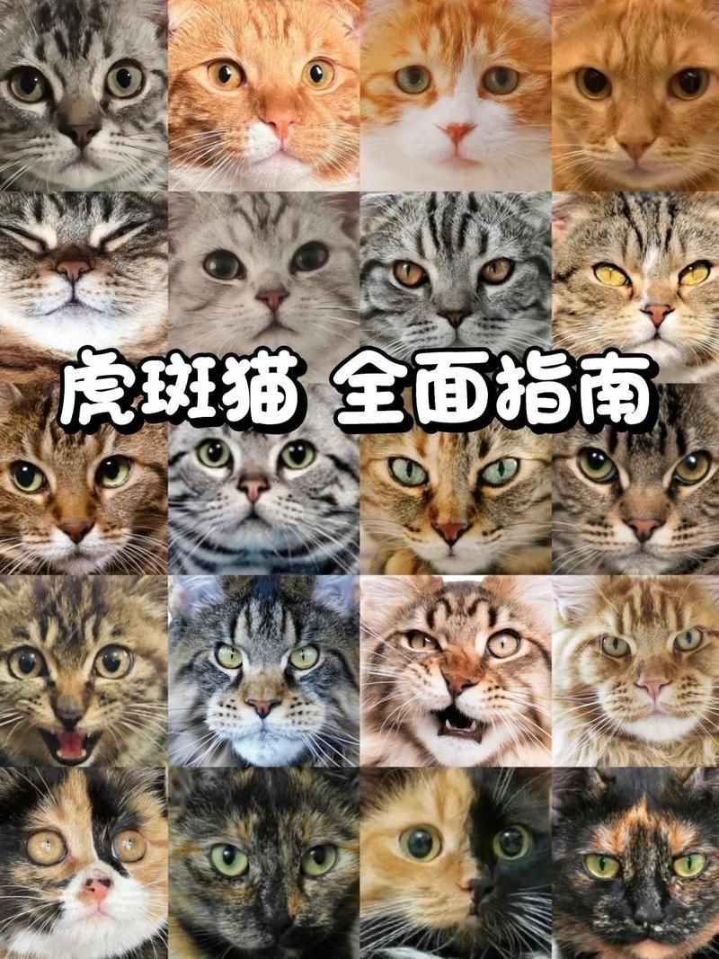 虎斑鴨嘴屬于什么檔次 虎斑鴨嘴屬于什么檔次 龍魚論壇 第16張