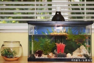 十大公認(rèn)最好用的魚(yú)缸：十大公認(rèn)最好用的十大魚(yú)缸品牌