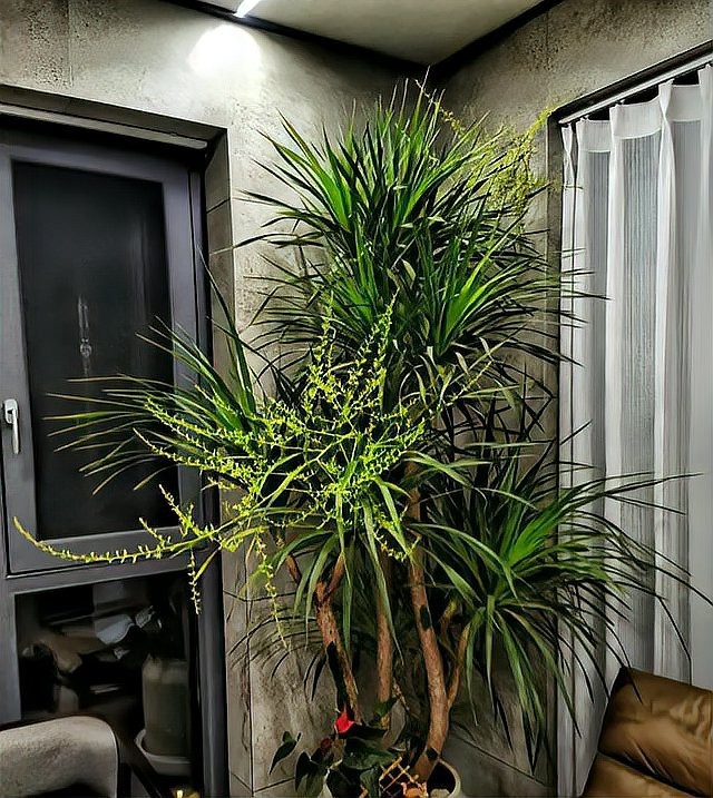 鎮(zhèn)宅第一名樹龍血樹
