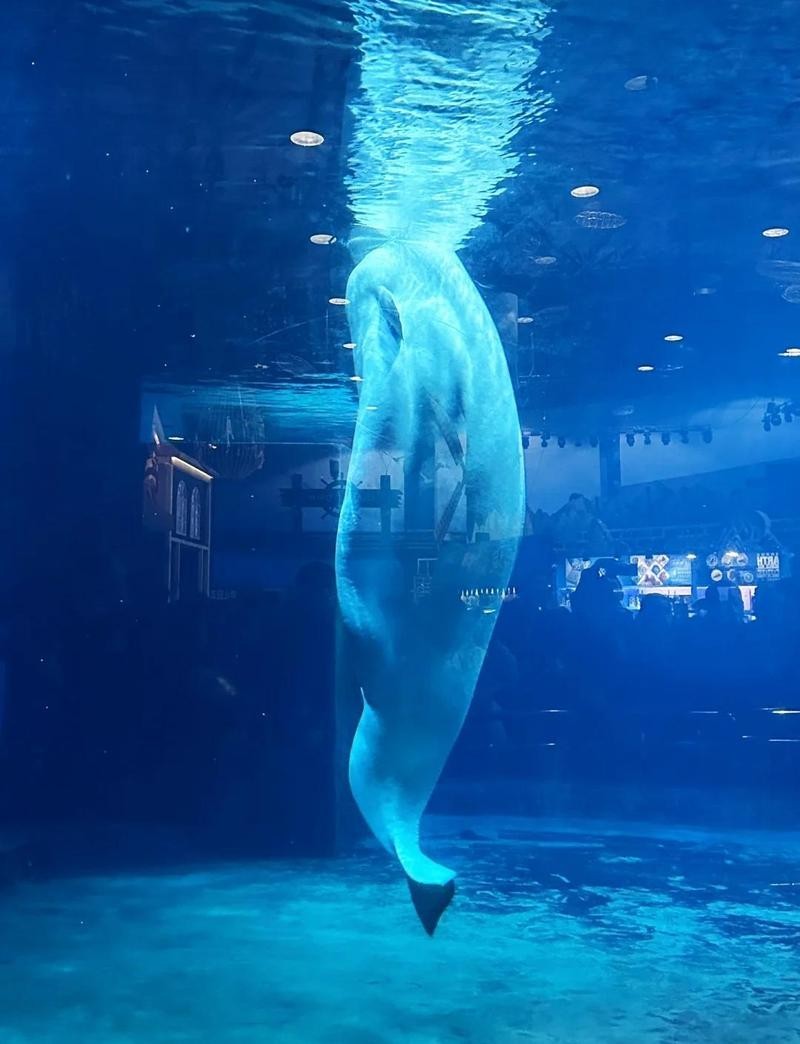 北京水族展2025年時間