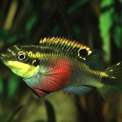紅肚鳳凰魚壽命多久