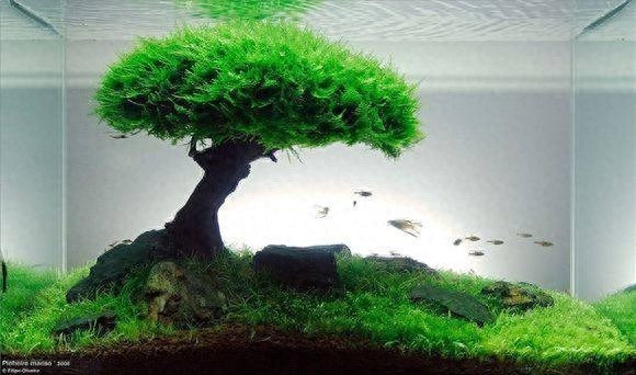 長(zhǎng)沙市芙蓉區(qū)水森林水族館（長(zhǎng)沙市芙蓉區(qū)水森林水族館地址）