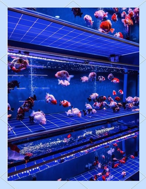 如何預約廣州國際水族展覽會的門票？ 如何預約廣州國際水族展覽會的門票？ 2025長城杯龍魚大賽 第6張