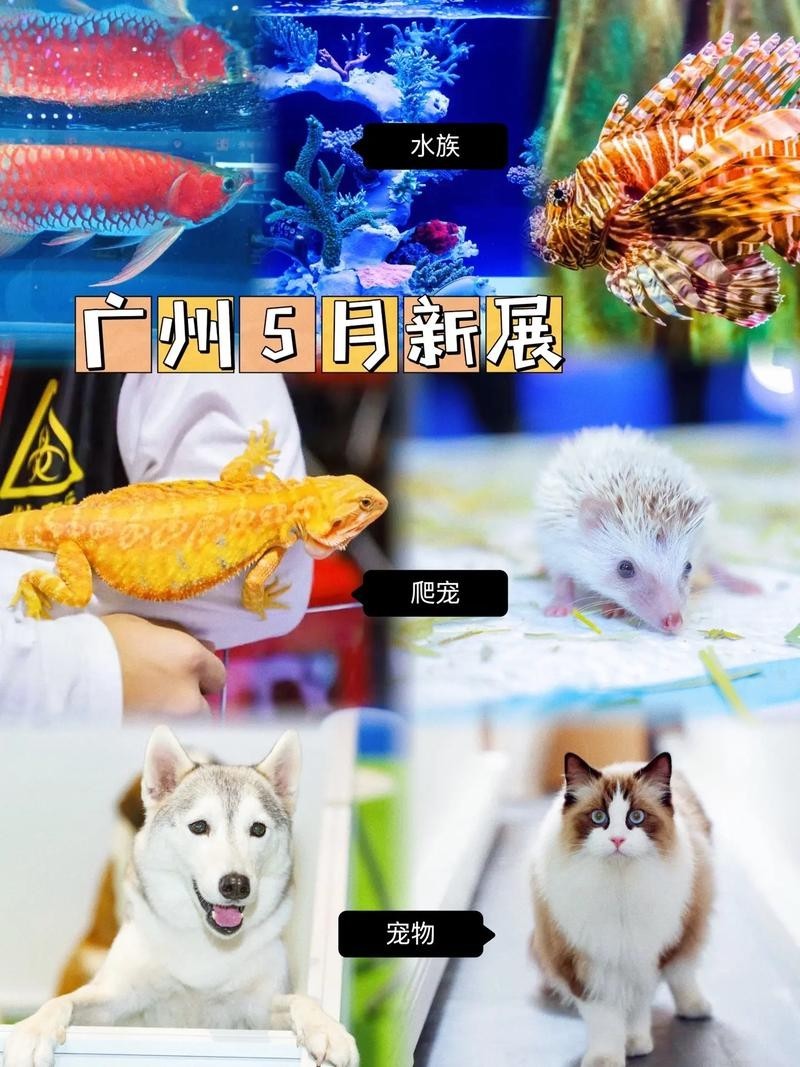 如何預約廣州國際水族展覽會的門票？ 如何預約廣州國際水族展覽會的門票？ 2025長城杯龍魚大賽 第1張