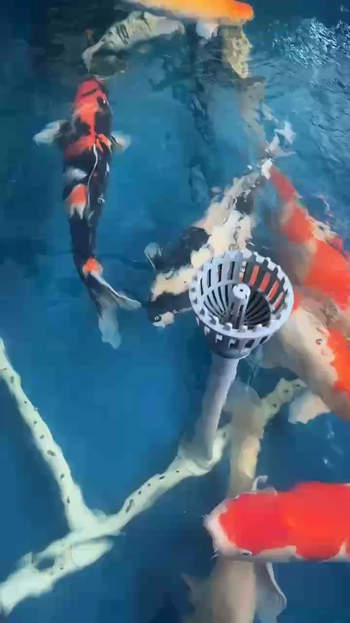 石家莊市魚友