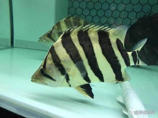 龍魚缸適合養什么魚?:龍魚缸混養注意事項 龍魚百科 第5張 龍魚缸適合養什么魚?:龍魚缸混養注意事項 龍魚缸適合養什么魚?:龍魚缸混養注意事項 龍魚百科 第5張