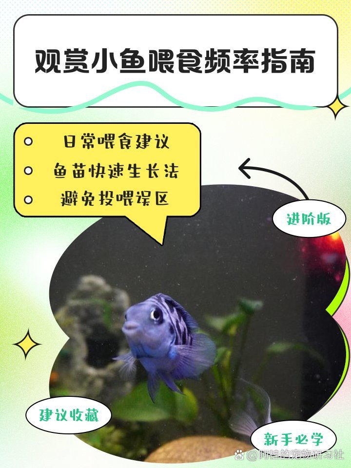 白子招財龍多久喂一次食物？ 白子招財龍多久喂一次食物？ 龍魚百科 第1張