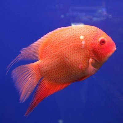收了別人送的魚會破財嗎