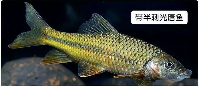 石斑魚的分類圖片 石斑魚的分類圖片 龍魚論壇 第5張