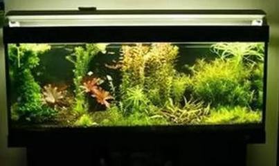 紅龍魚的眼睛長了白斑怎么回事啊視頻（紅龍魚的眼睛長了白斑怎么回事啊視頻講解） 紅龍魚的眼睛長了白斑怎么回事啊視頻（紅龍魚的眼睛長了白斑怎么回事啊視頻講解） 龍魚百科