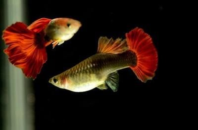 海洋館設計的藝術與科學海洋館設計中的亞克力魚缸：亞克力魚缸設計的藝術與科學海洋館設計的藝術與科學