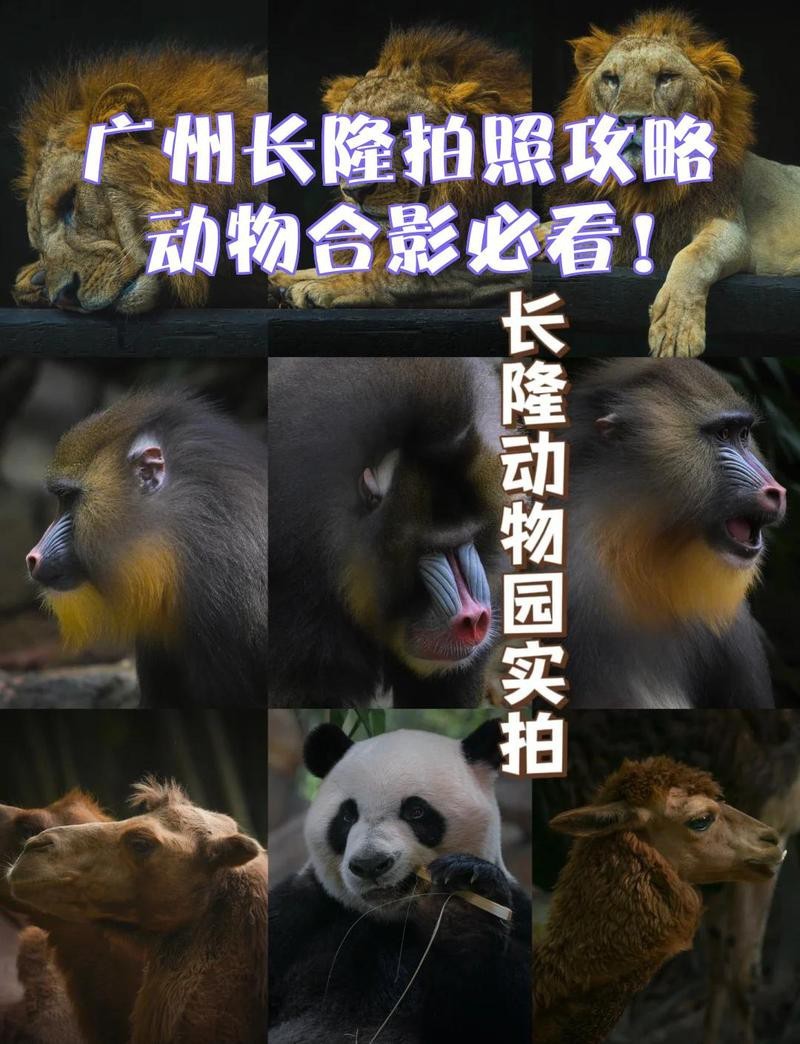 如何設置相機參數以拍攝金龍魚？