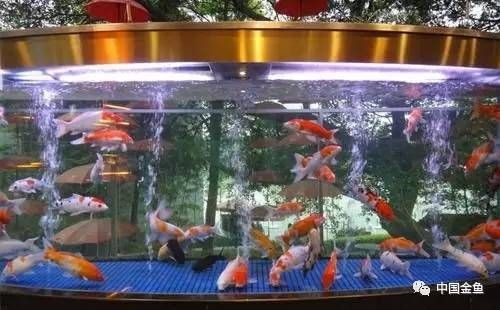 風(fēng)水魚缸擺放在入門正對(duì)面（風(fēng)水魚缸擺放在什么位置） 風(fēng)水魚缸擺放在入門正對(duì)面（風(fēng)水魚缸擺放在什么位置） 魚缸百科 第1張