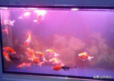 為啥魚缸的水發渾，如何快速凈化魚缸渾水