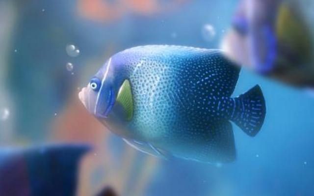 為啥魚缸的水發渾，如何快速凈化魚缸渾水