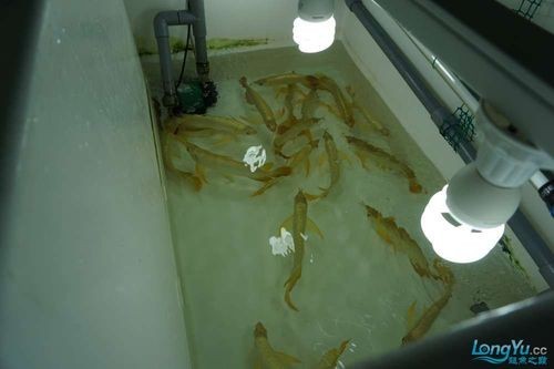 馬來西亞龍魚繁殖場圖片大全
