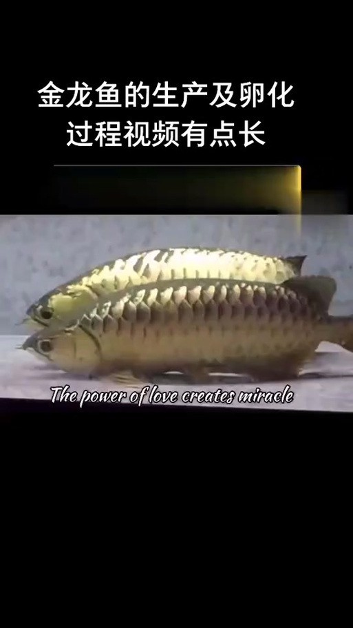 馬來西亞龍魚繁殖場圖片大全