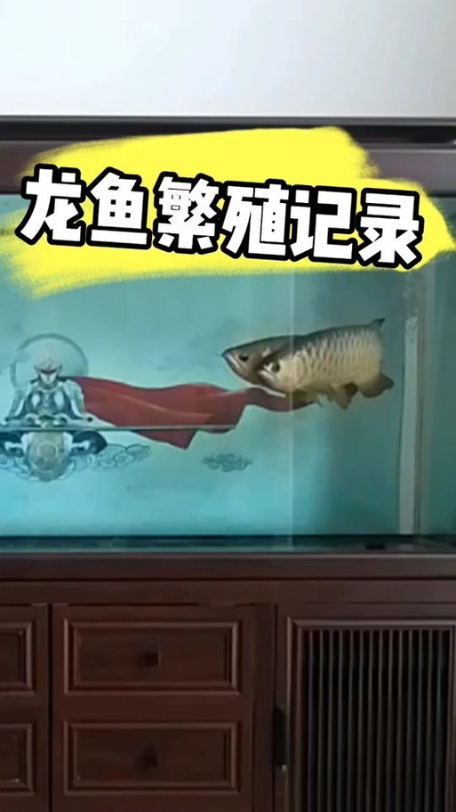 馬來西亞龍魚繁殖場圖片大全