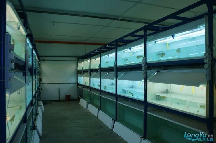 馬來西亞龍魚繁殖場圖片大全