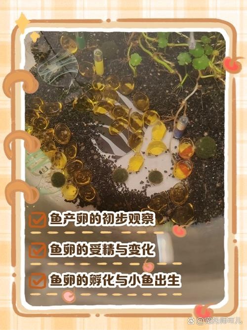 馬來西亞龍魚繁殖場圖片大全