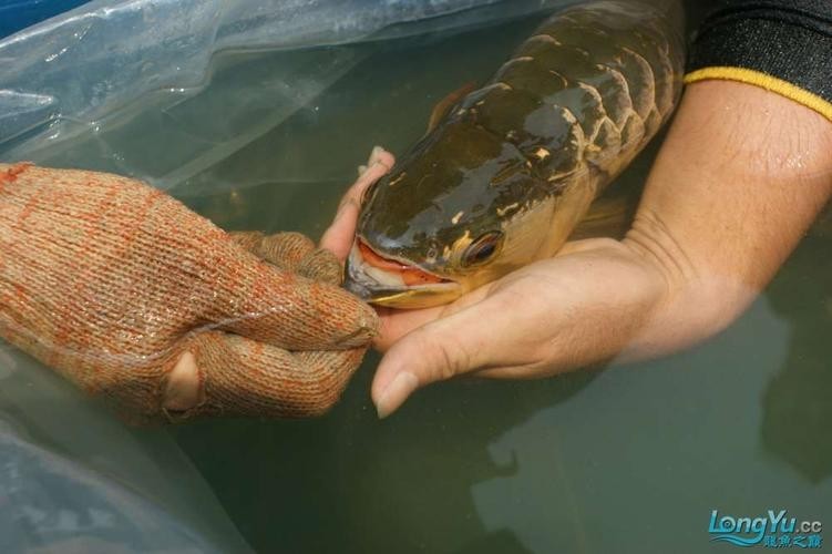 馬來西亞龍魚繁殖場圖片大全