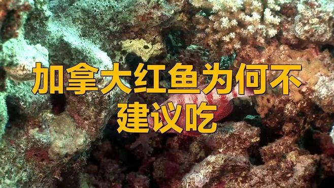 紅頭魚為何要盡量少吃