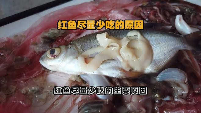 紅頭魚為何要盡量少吃